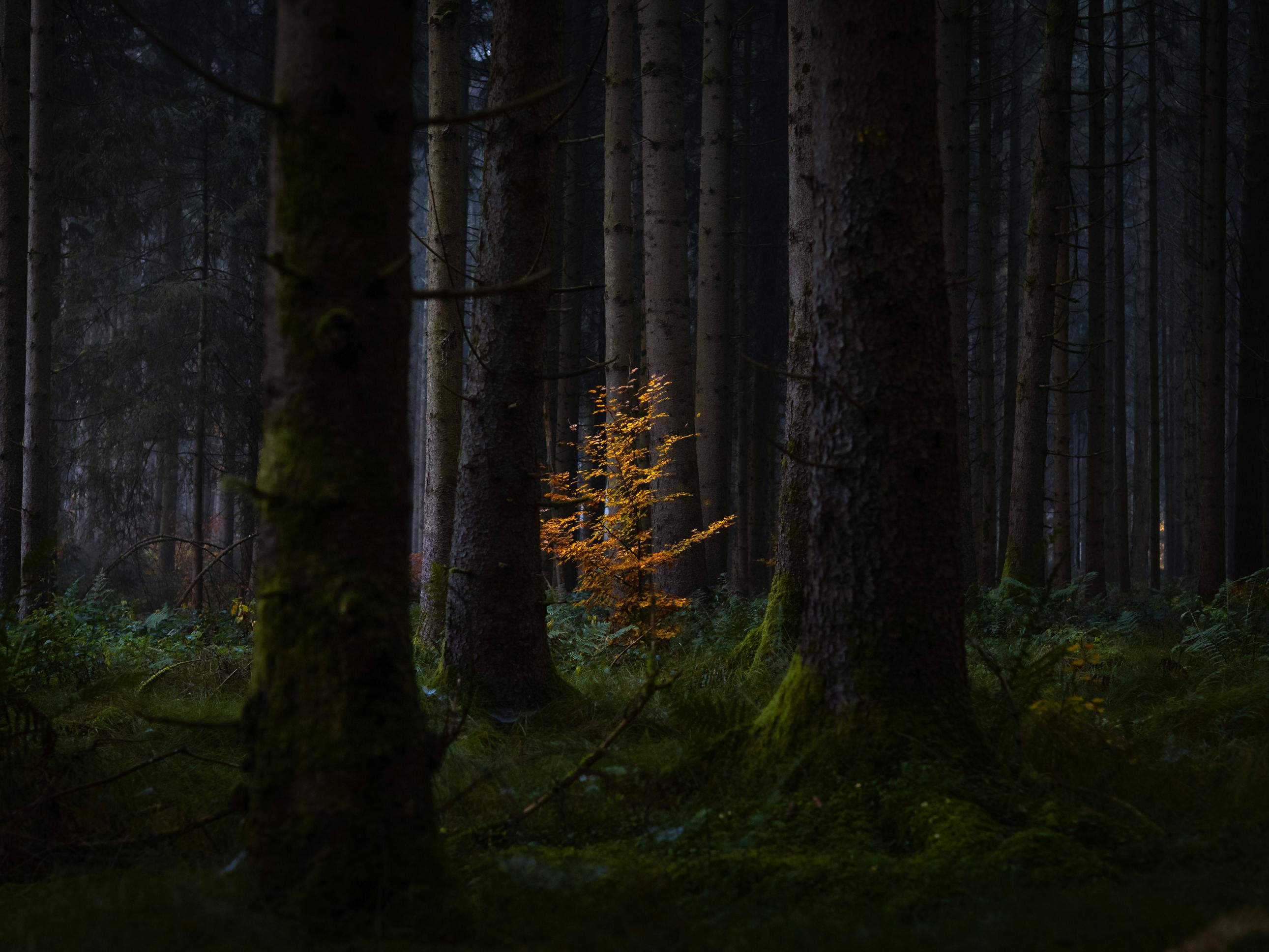 Dramatic forest landscape highlighting a single tree with golden leaves amidst tall, dark trees.