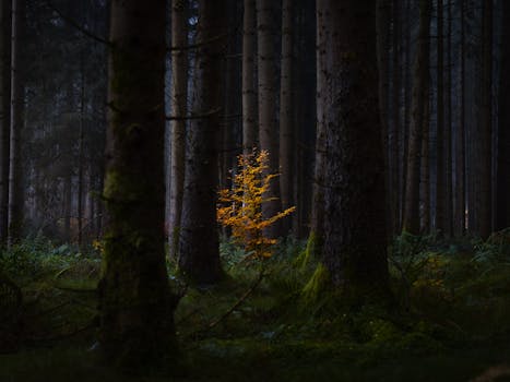Dramatic forest landscape highlighting a single tree with golden leaves amidst tall, dark trees.
