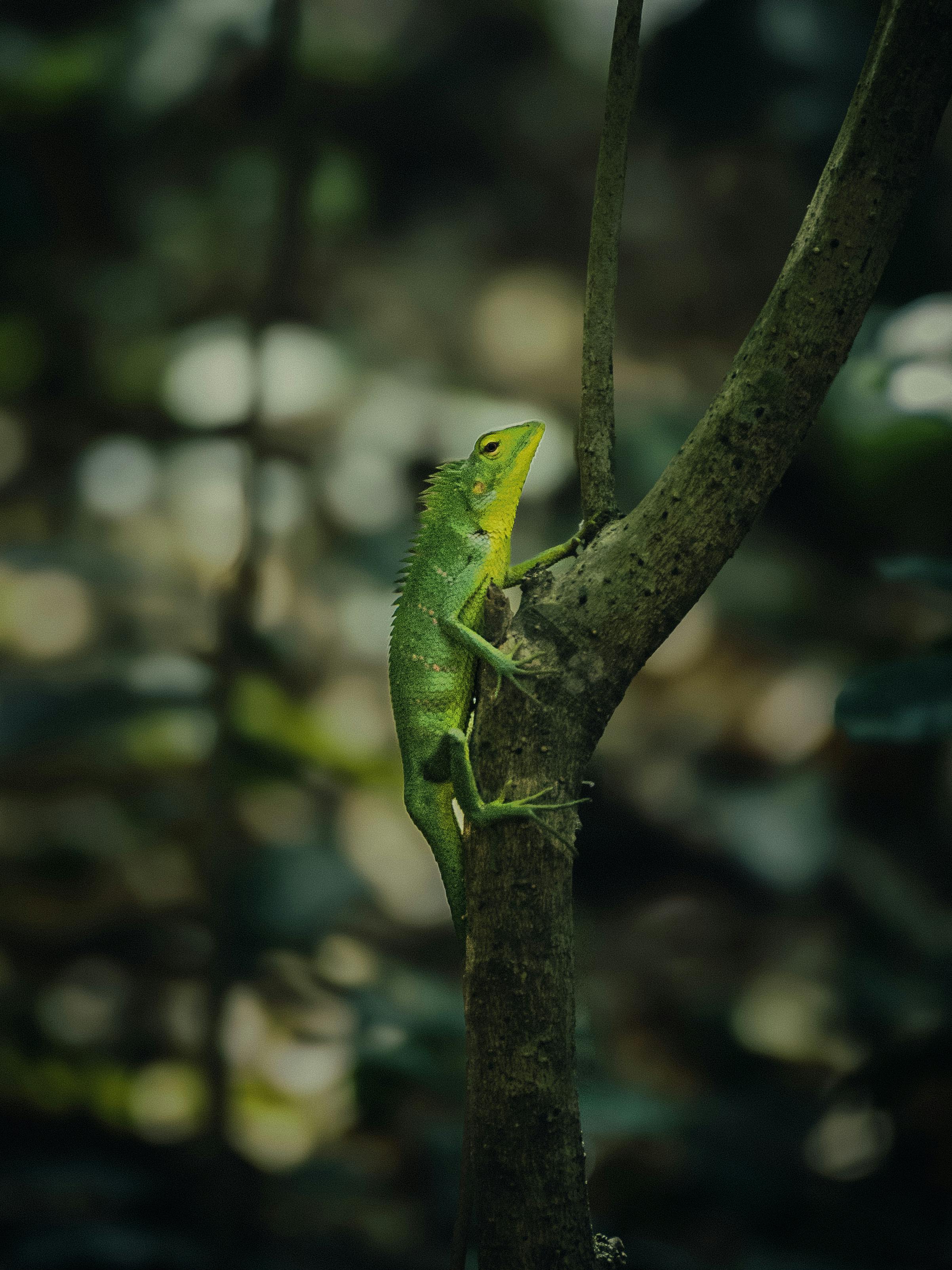 A vibrant green chameleon climbing a tree amidst lush foliage in Munnar, India.