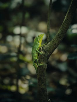 A vibrant green chameleon climbing a tree amidst lush foliage in Munnar, India.