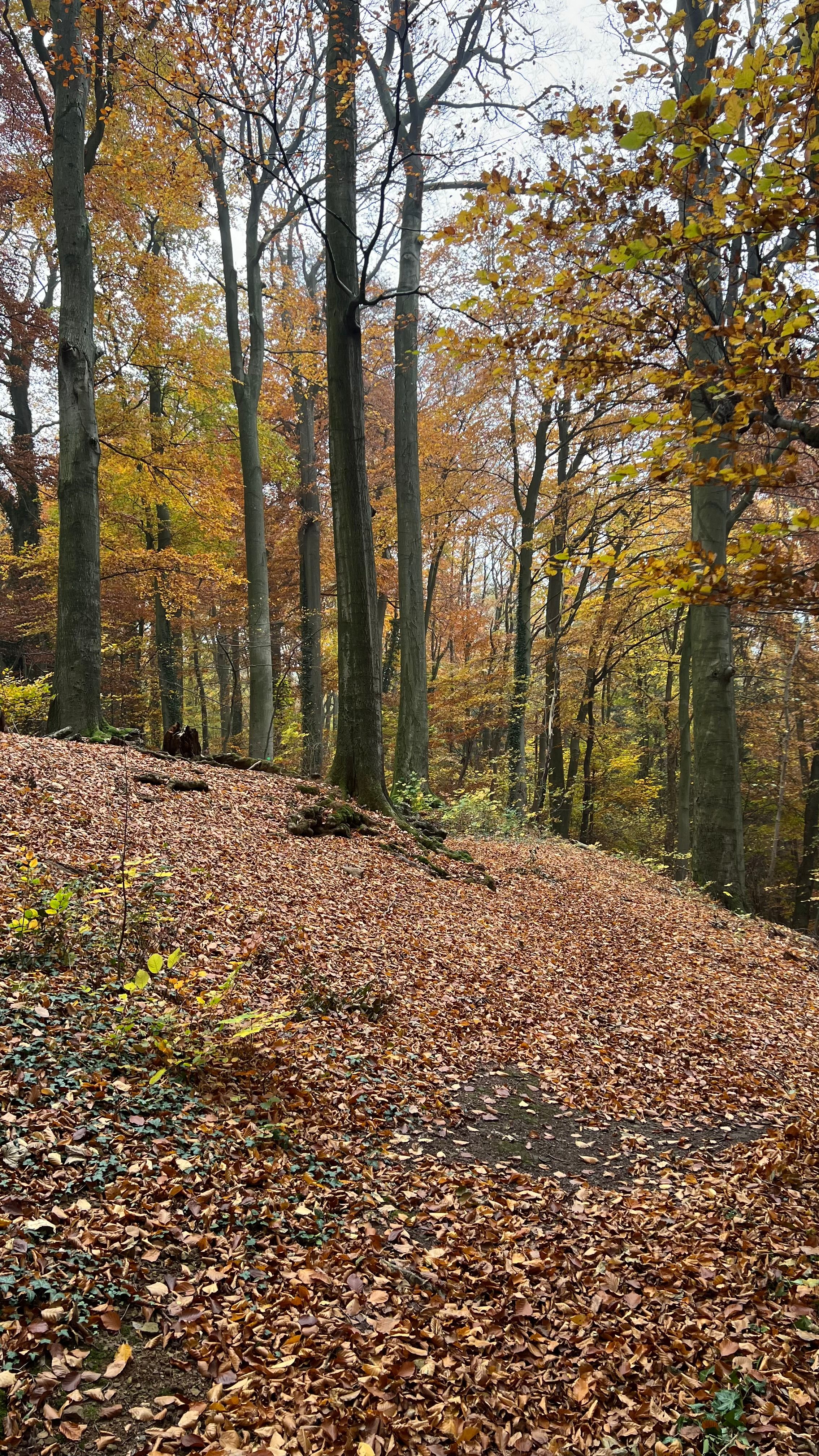 Serene Autumn Forest Path with Fallen Leaves · Free Stock Photo