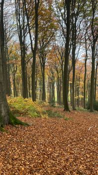 Serene forest scene with vibrant autumn colors and fallen leaves covering the ground.