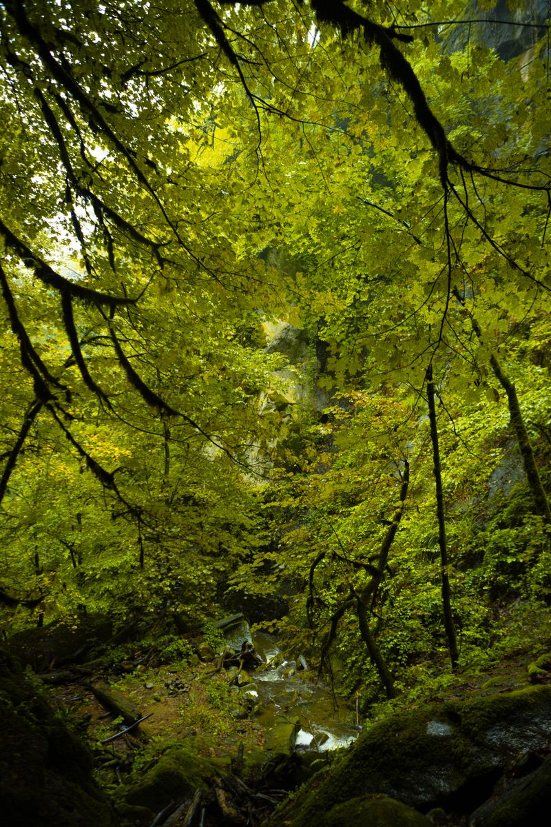 Sunlight filters through a lush green forest canopy over a serene woodland scene.