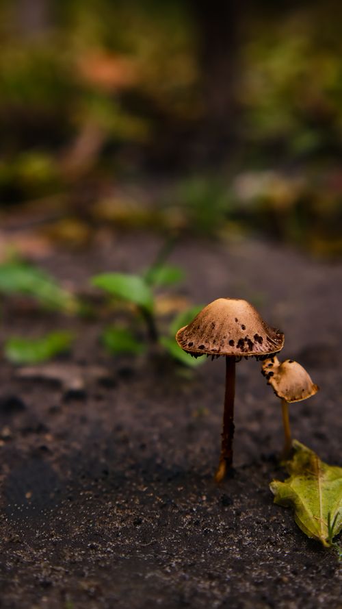 Free Natural mushrooms growing on a forest floor in Dnipro, Ukraine, highlighting autumn's earthy tones. Stock Photo