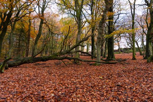 Free Peaceful autumn scene with trees and fallen leaves in a forest, capturing the essence of fall. Stock Photo