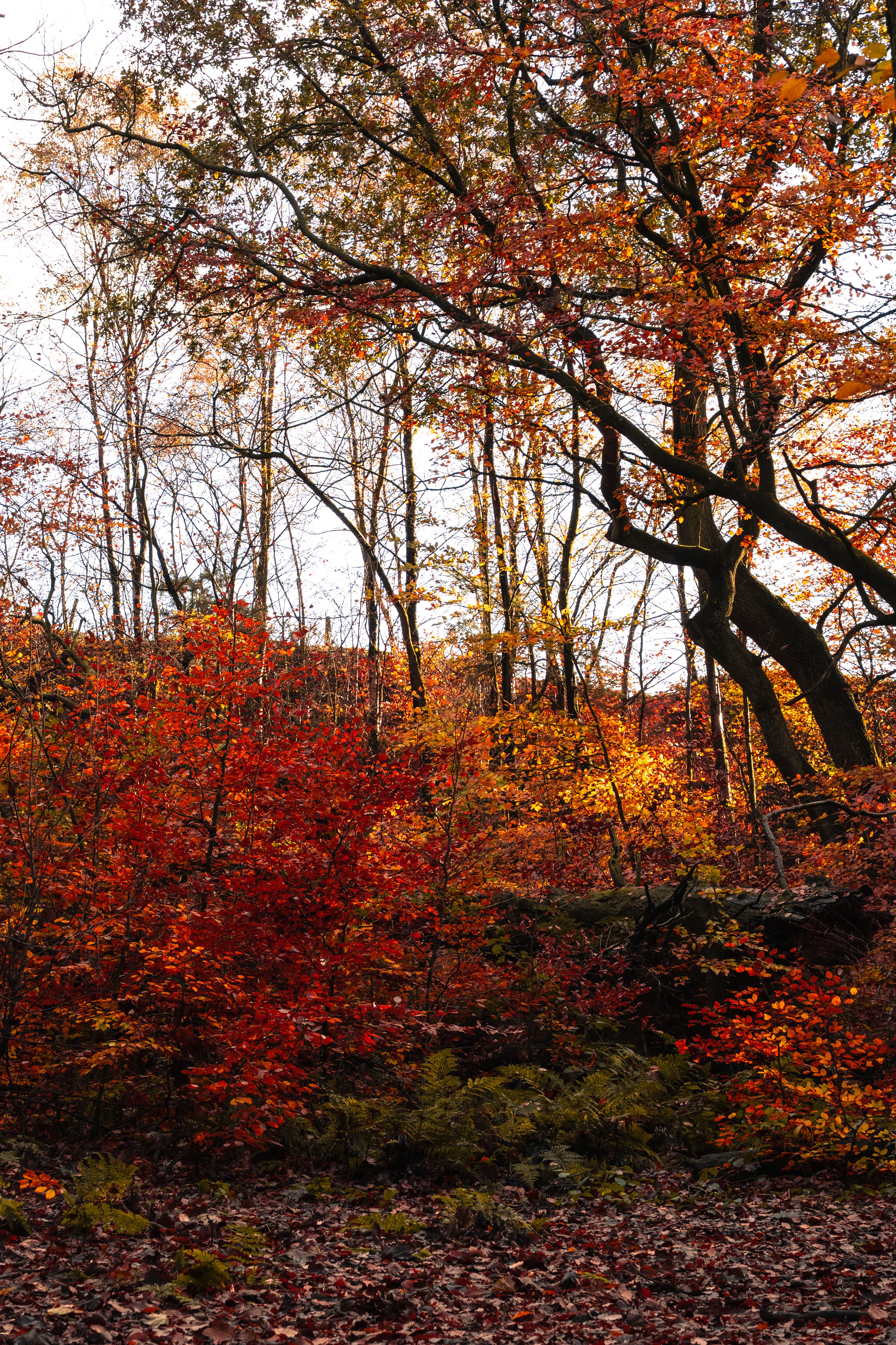 Vibrant Autumn Forest with Sunlit Foliage · Free Stock Photo