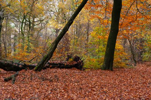Free Captivating autumn forest with vibrant orange and yellow foliage showcasing nature's beauty. Stock Photo