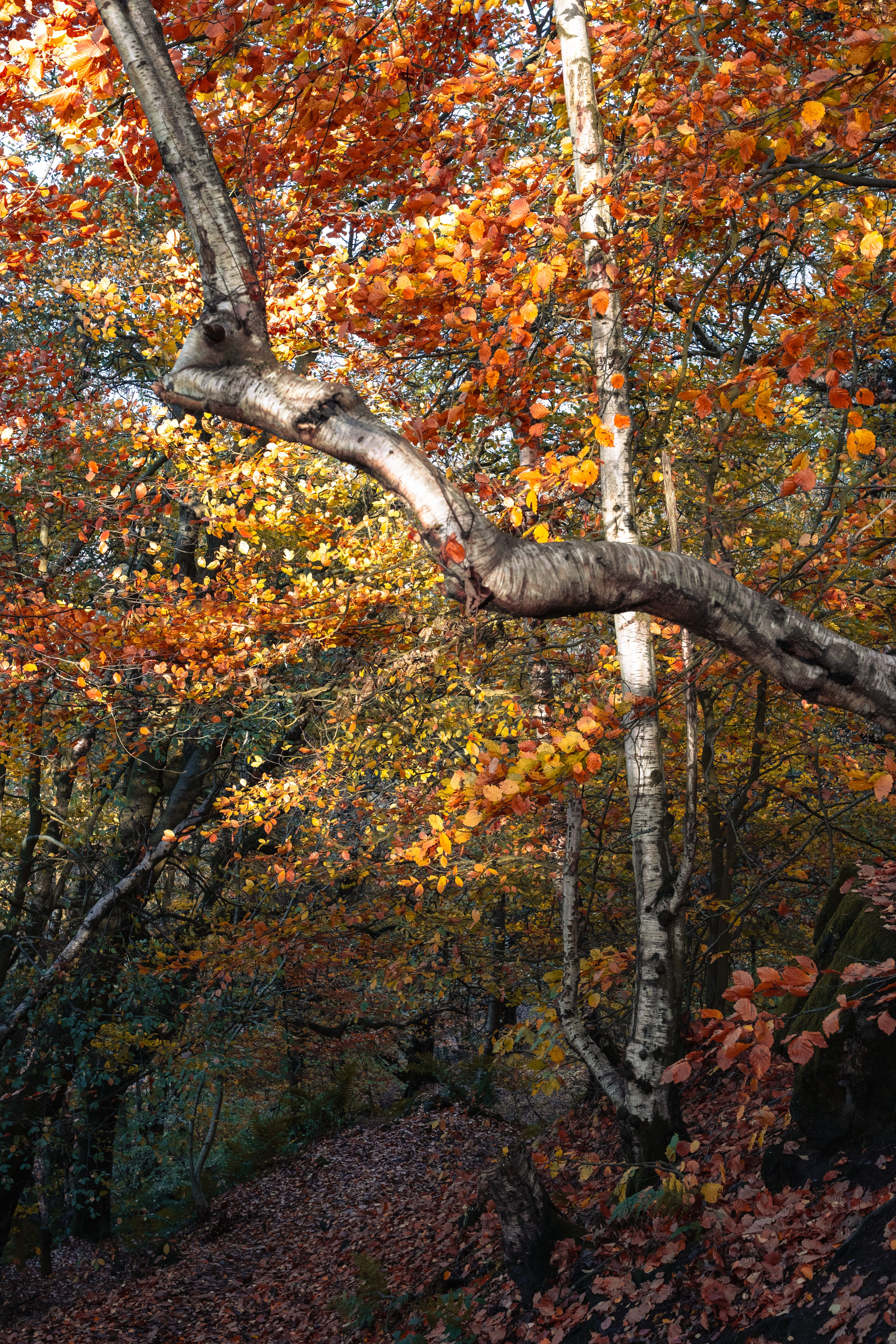 Scenic Autumn Forest with Vibrant Foliage · Free Stock Photo