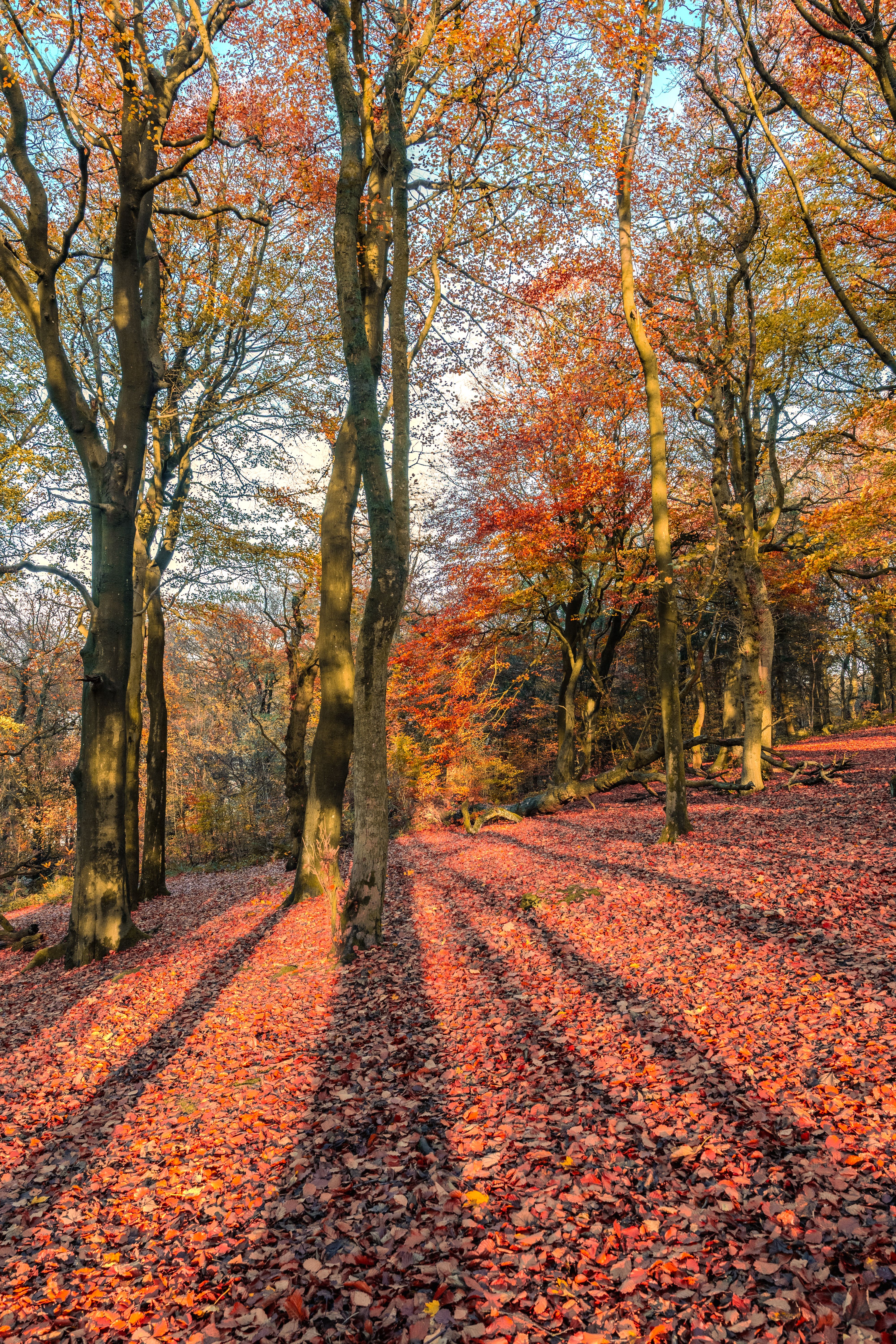 Vibrant Autumn Forest with Sunlit Path · Free Stock Photo