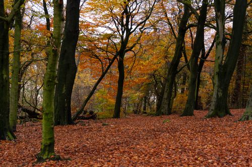 Free Explore a tranquil forest setting with vibrant autumn foliage and fallen leaves. Stock Photo