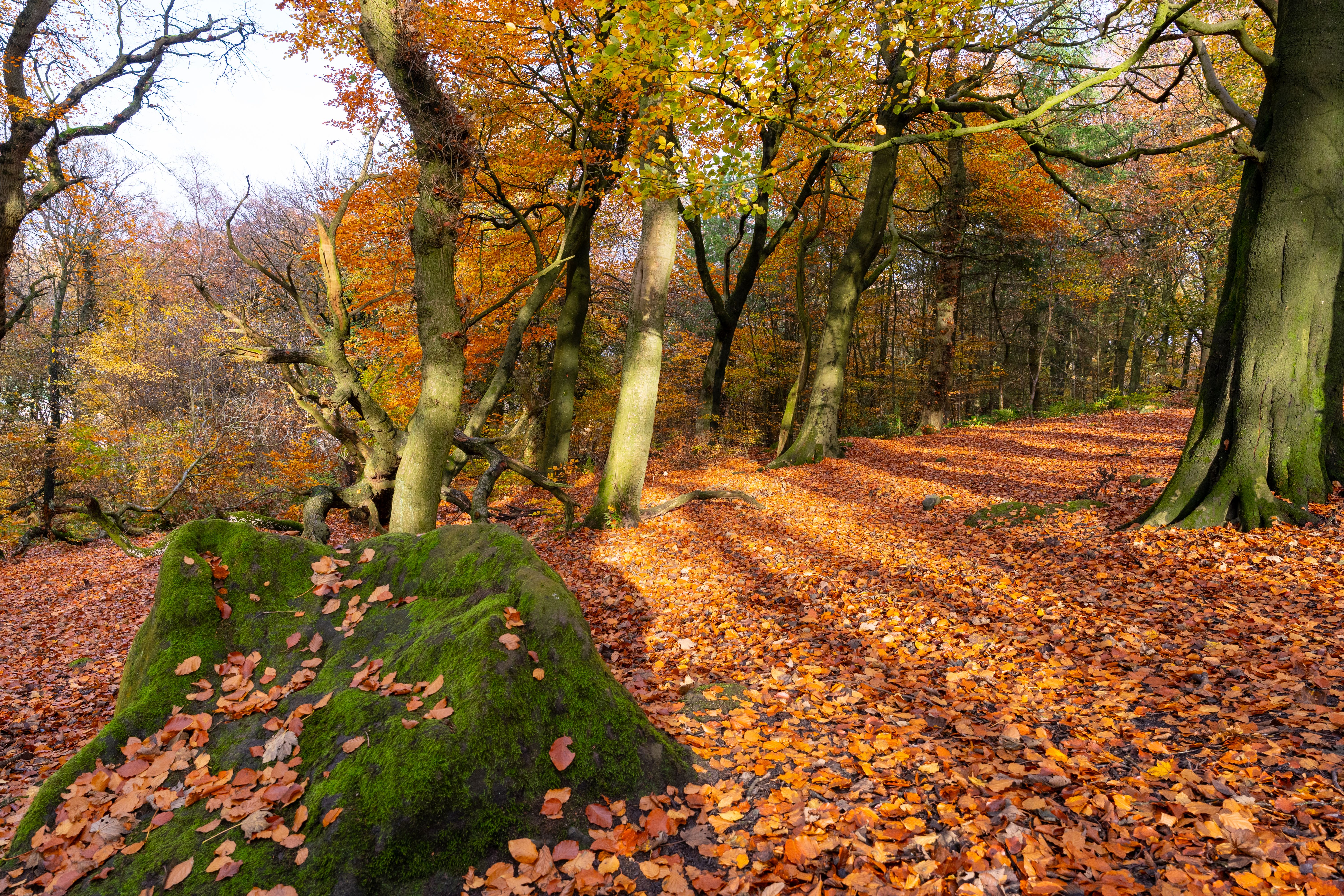 Serene Autumn Forest with Fallen Leaves · Free Stock Photo