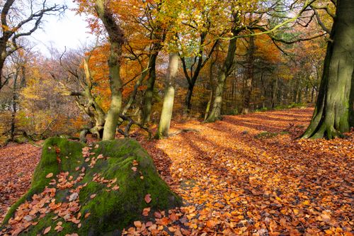 Free A tranquil autumn forest scene with vibrant foliage and a carpet of fallen leaves. Stock Photo