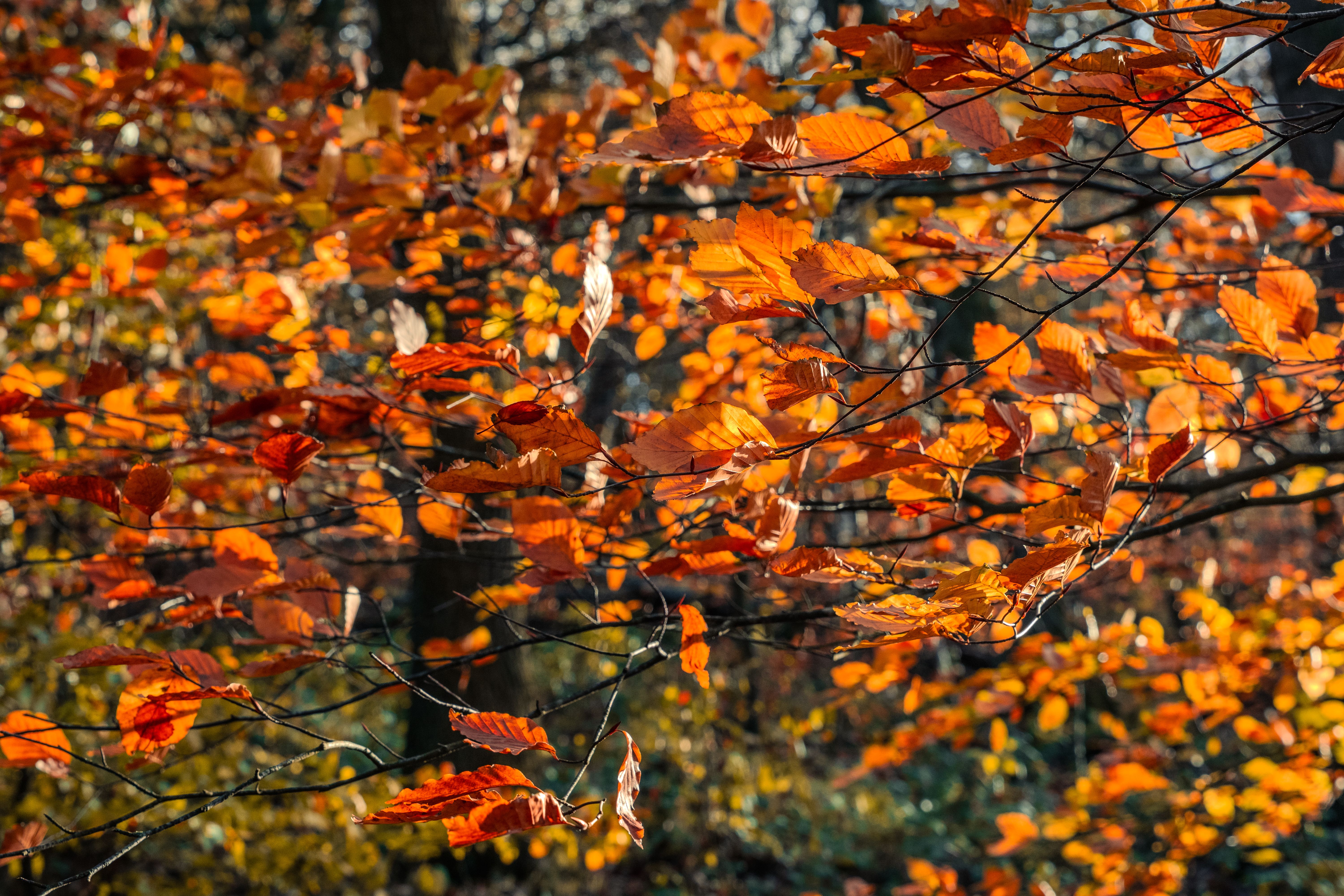 Why Seasonal Ranges Arrive Before The Season