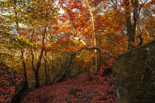 Experience the warmth of a serene autumn forest with vibrant, colorful foliage under the golden sunlight.