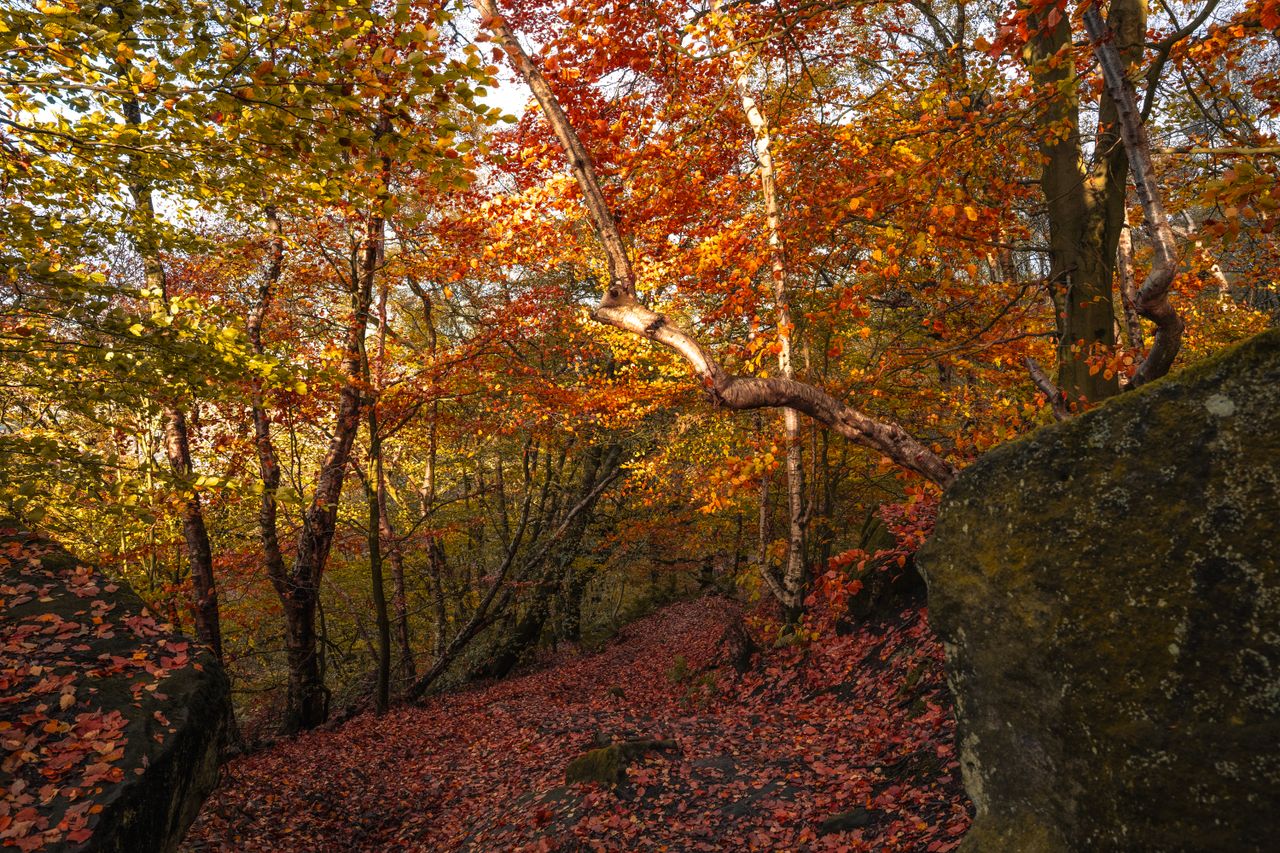 experience the warmth of a serene autumn forest with vibrant colorful
