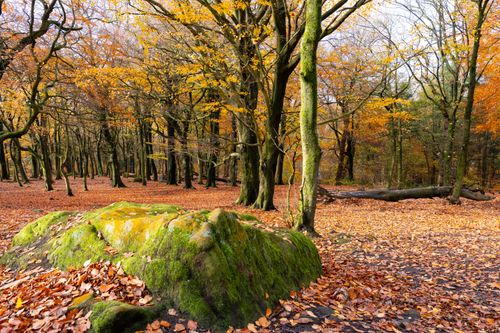 Free Explore the serene beauty of an autumn forest scene with colorful leaves and moss-covered rocks. Stock Photo