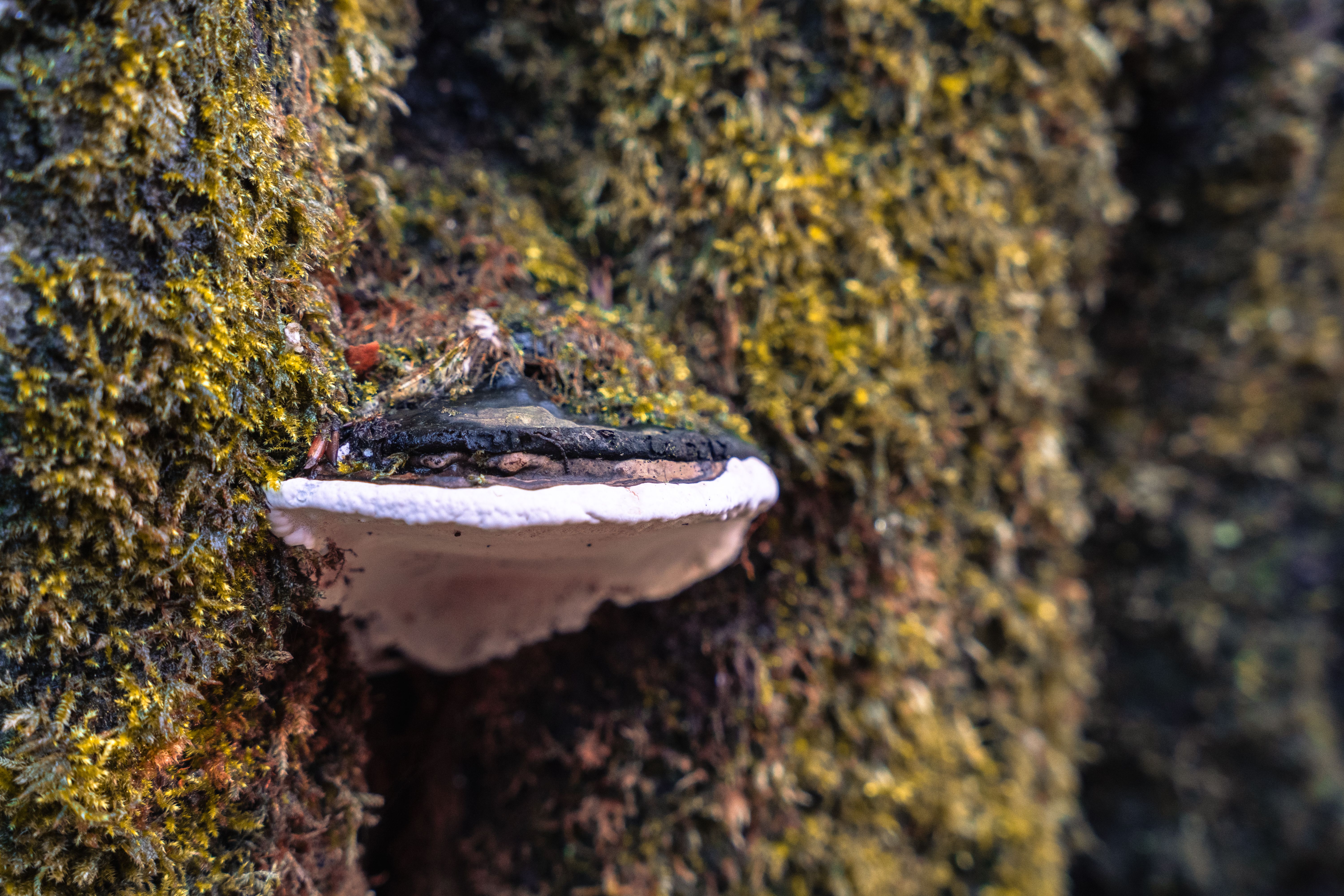 Close-Up of Bracket Fungus on Mossy Tree · Free Stock Photo