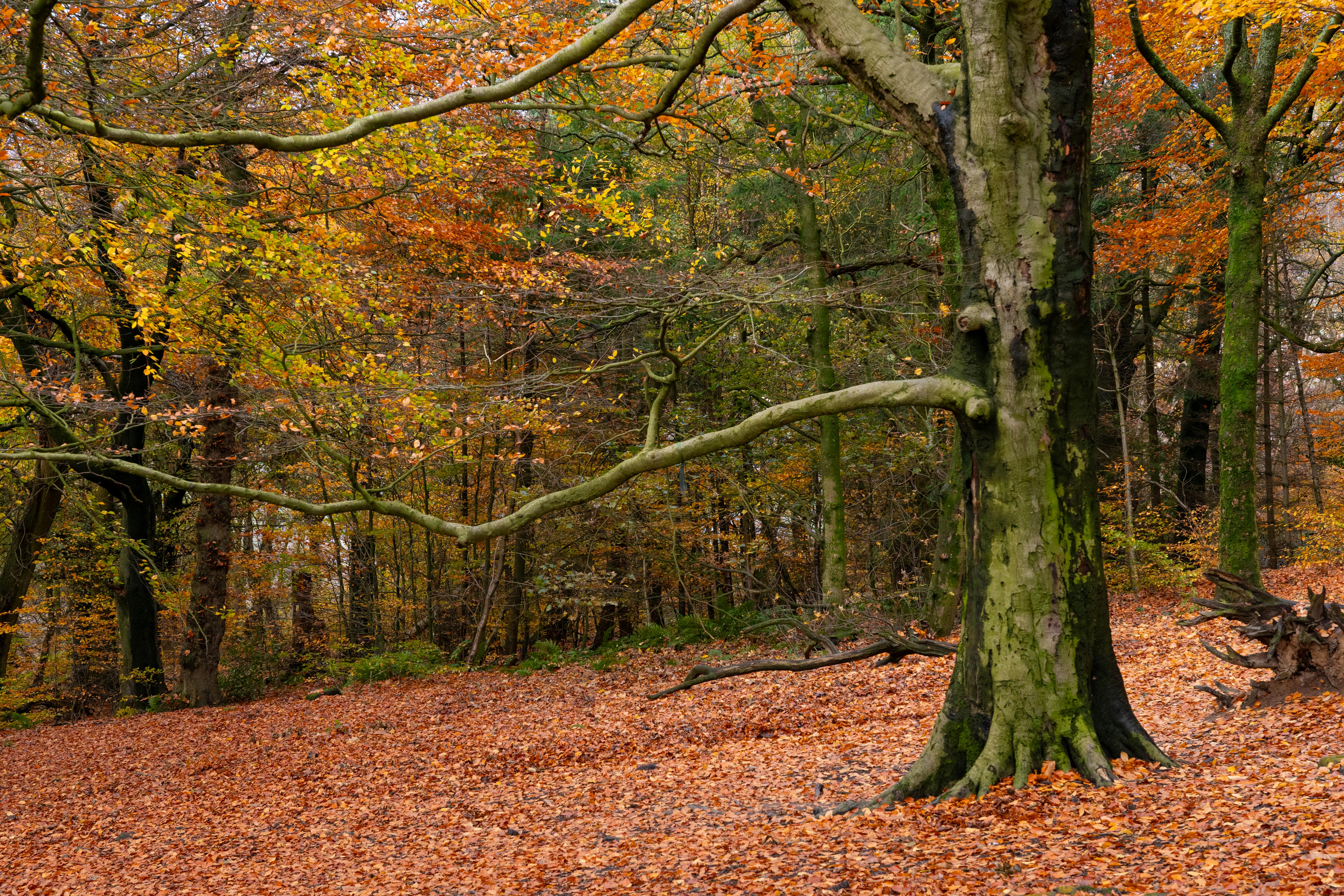 Free stock photo of 2025 wallpaper, 4k nature, a forest