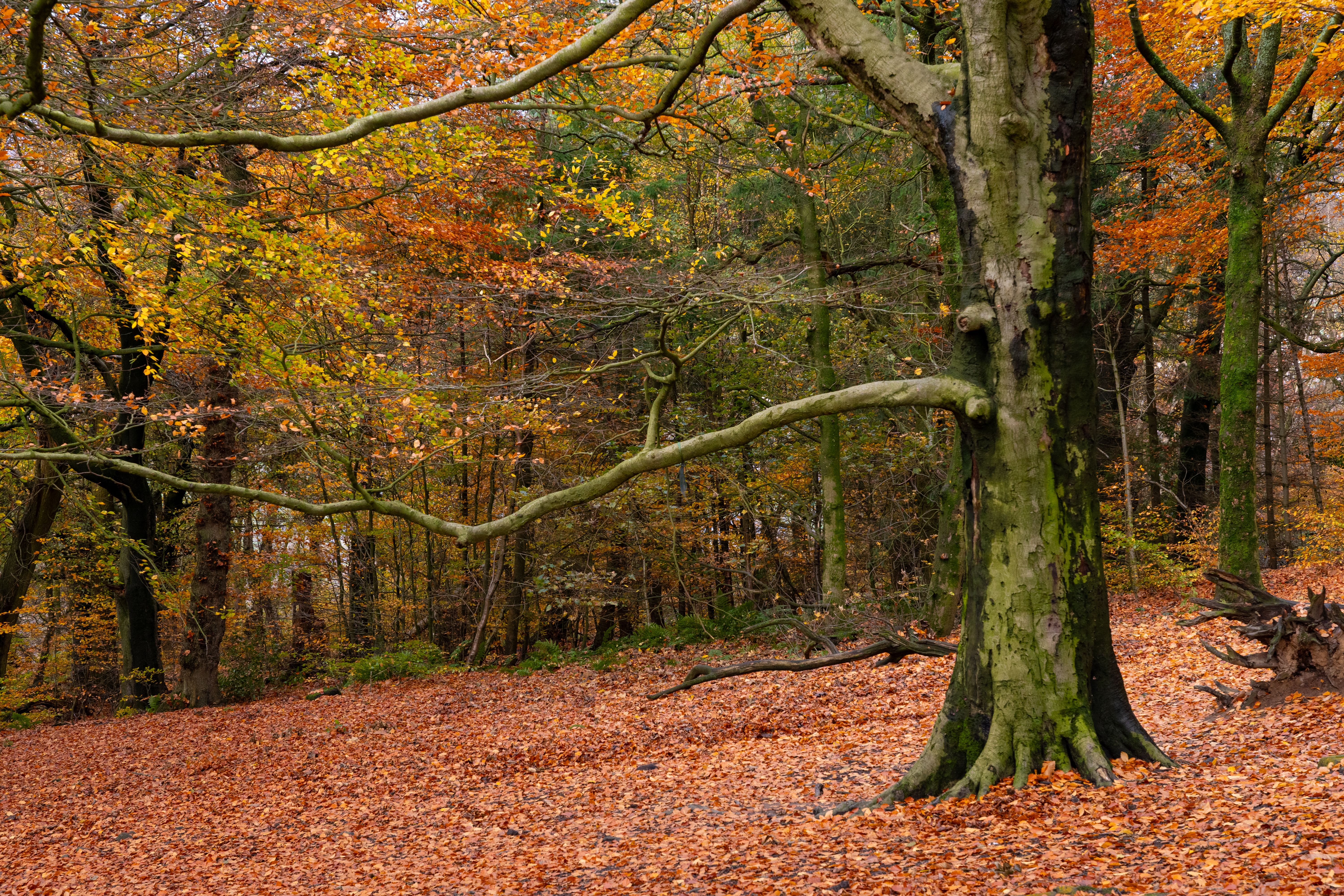 Colorful Autumn Forest with Fallen Leaves · Free Stock Photo