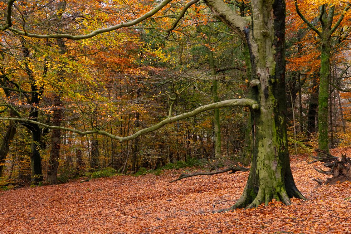 Photos Autom Colorful Autumn Forest with Fallen Leaves · Free Stock Photo