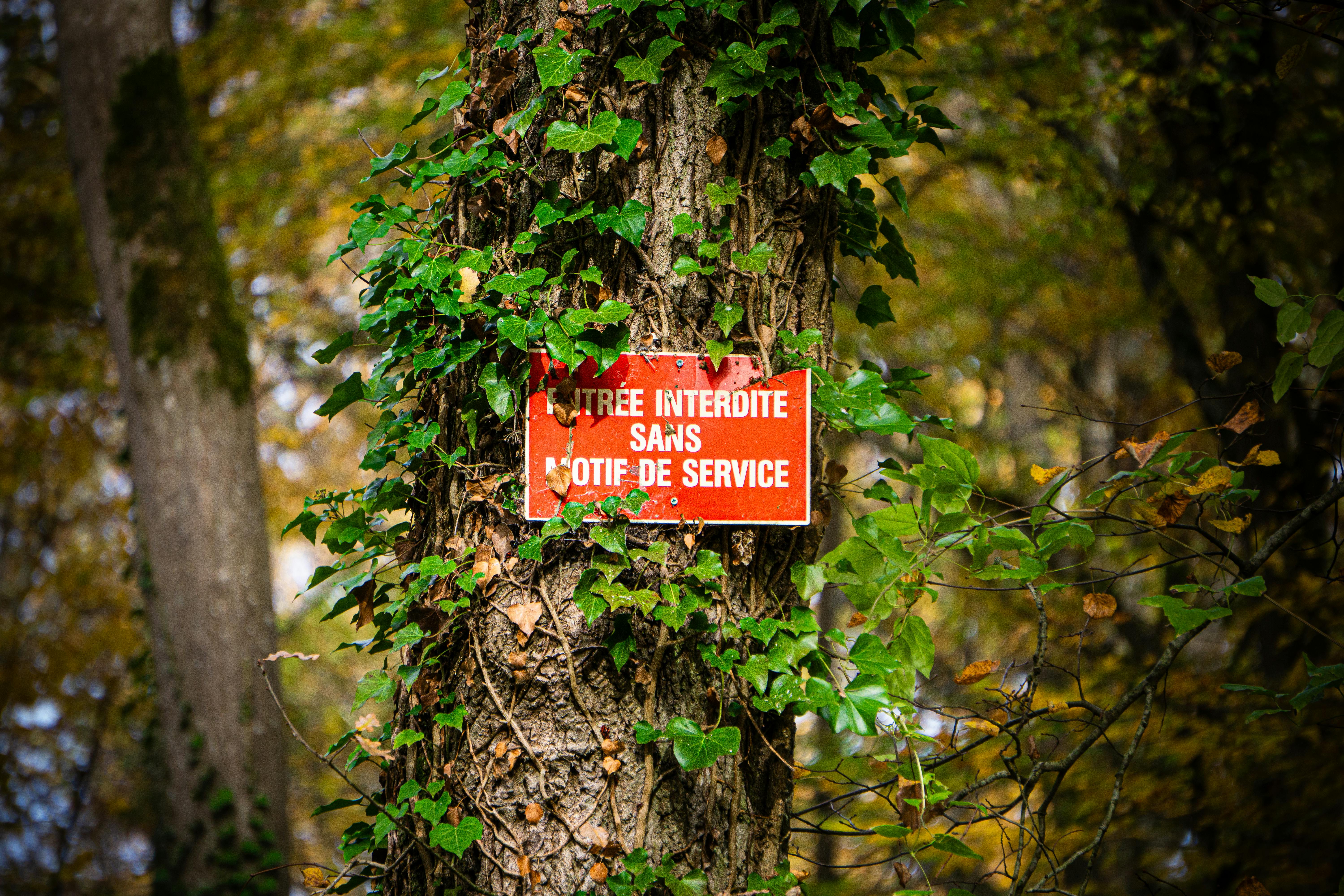 Photos gratuites de aboiement, ambiance d'automne, arbre