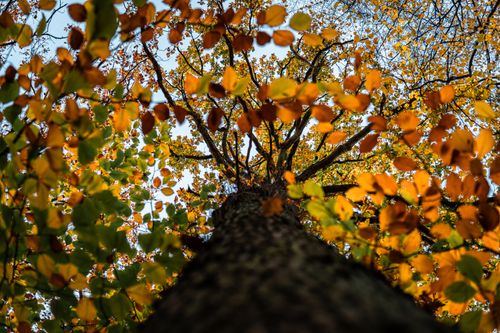 Free Colorful autumn leaves viewed from a unique angle up a tree trunk, capturing the essence of fall. Stock Photo