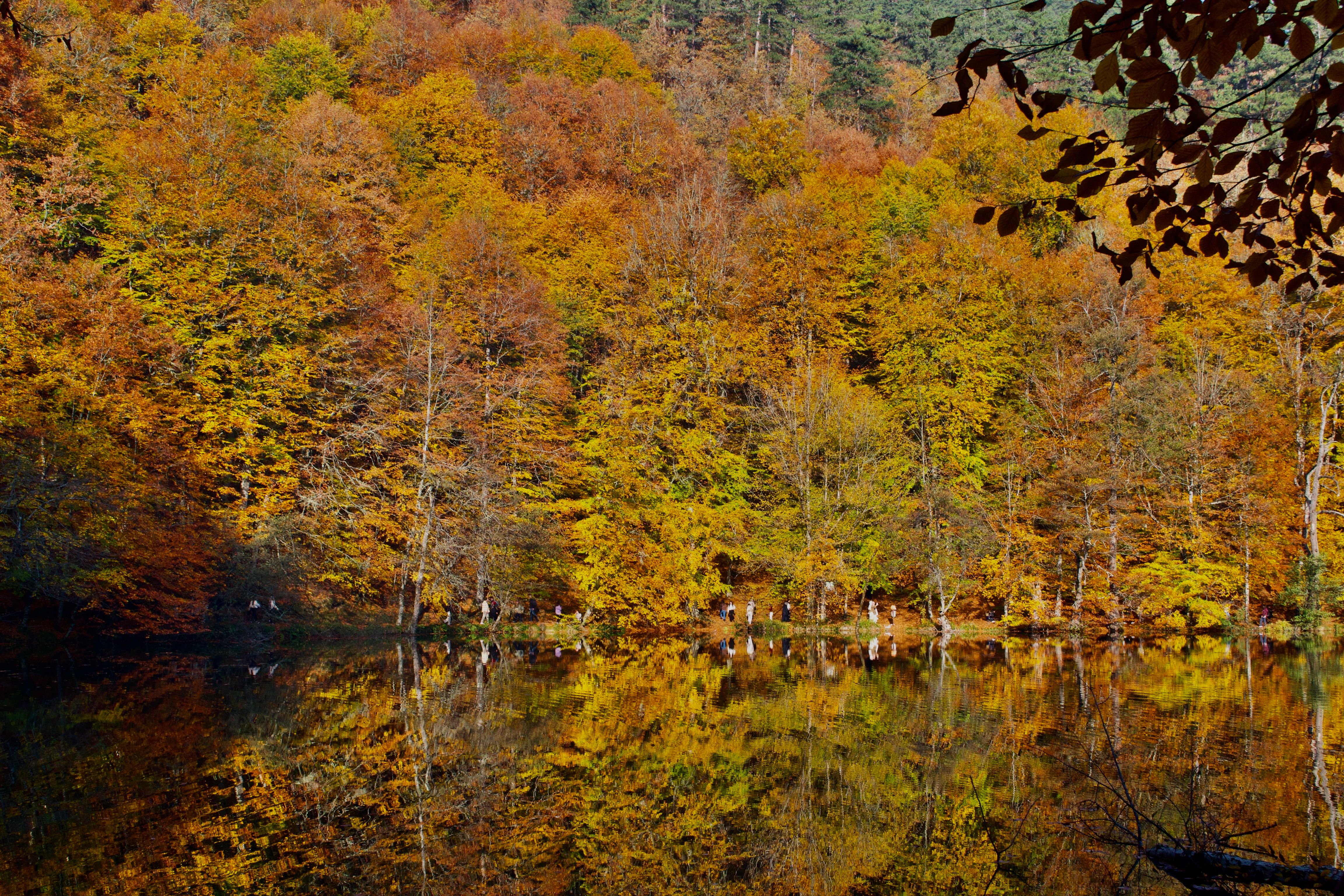 Vibrant Autumn Forest Reflection on a Lake · Free Stock Photo