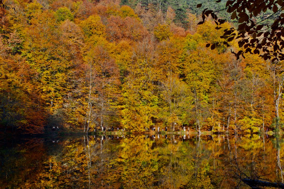 Fall Forest Reflection Vibrant Autumn Forest Reflection on a Lake · Free Stock Photo