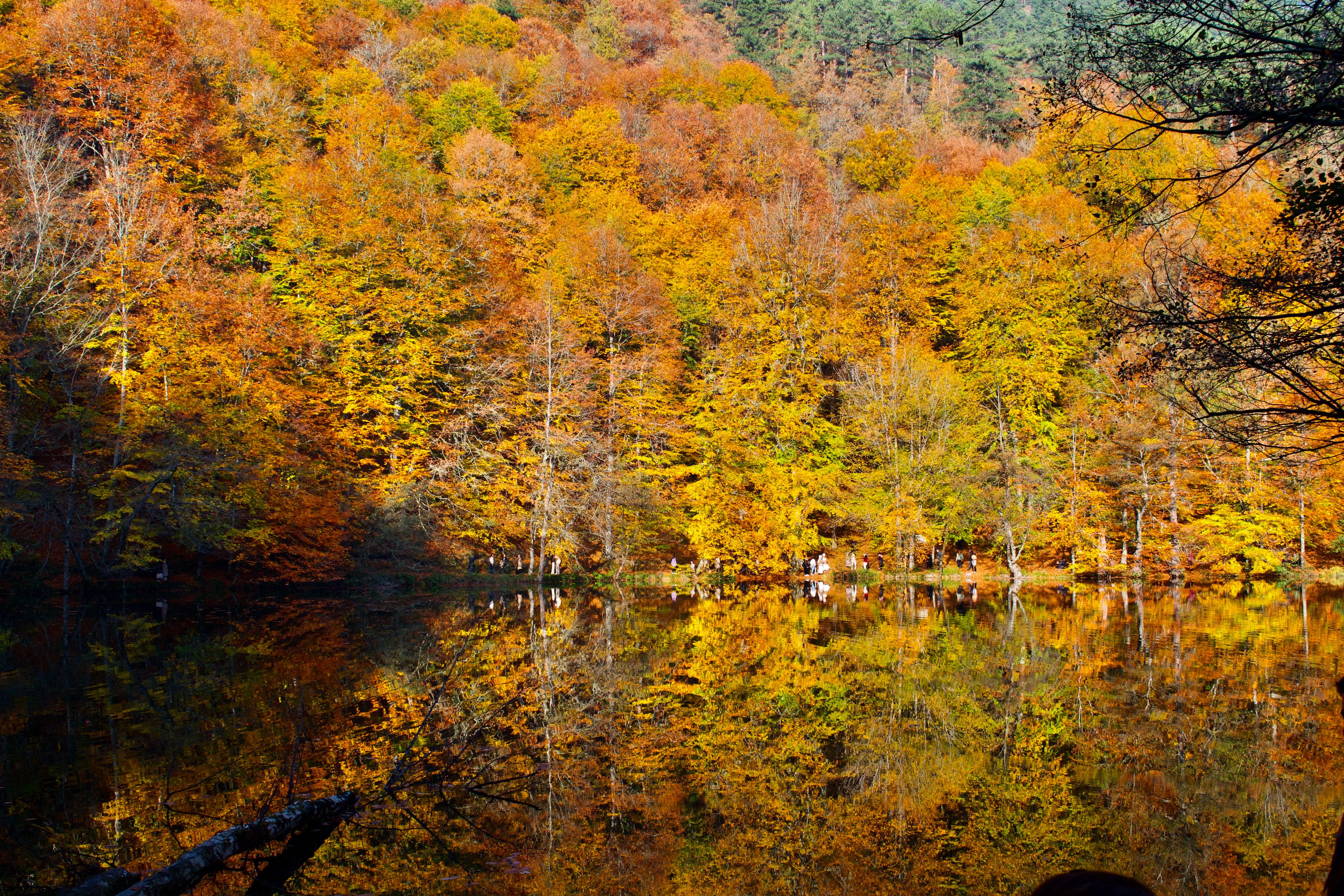 Vibrant Autumn Forest Reflection in Tranquil Lake · Free Stock Photo
