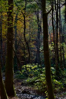 Tranquil autumn forest scene with sunlit trees and colorful foliage.