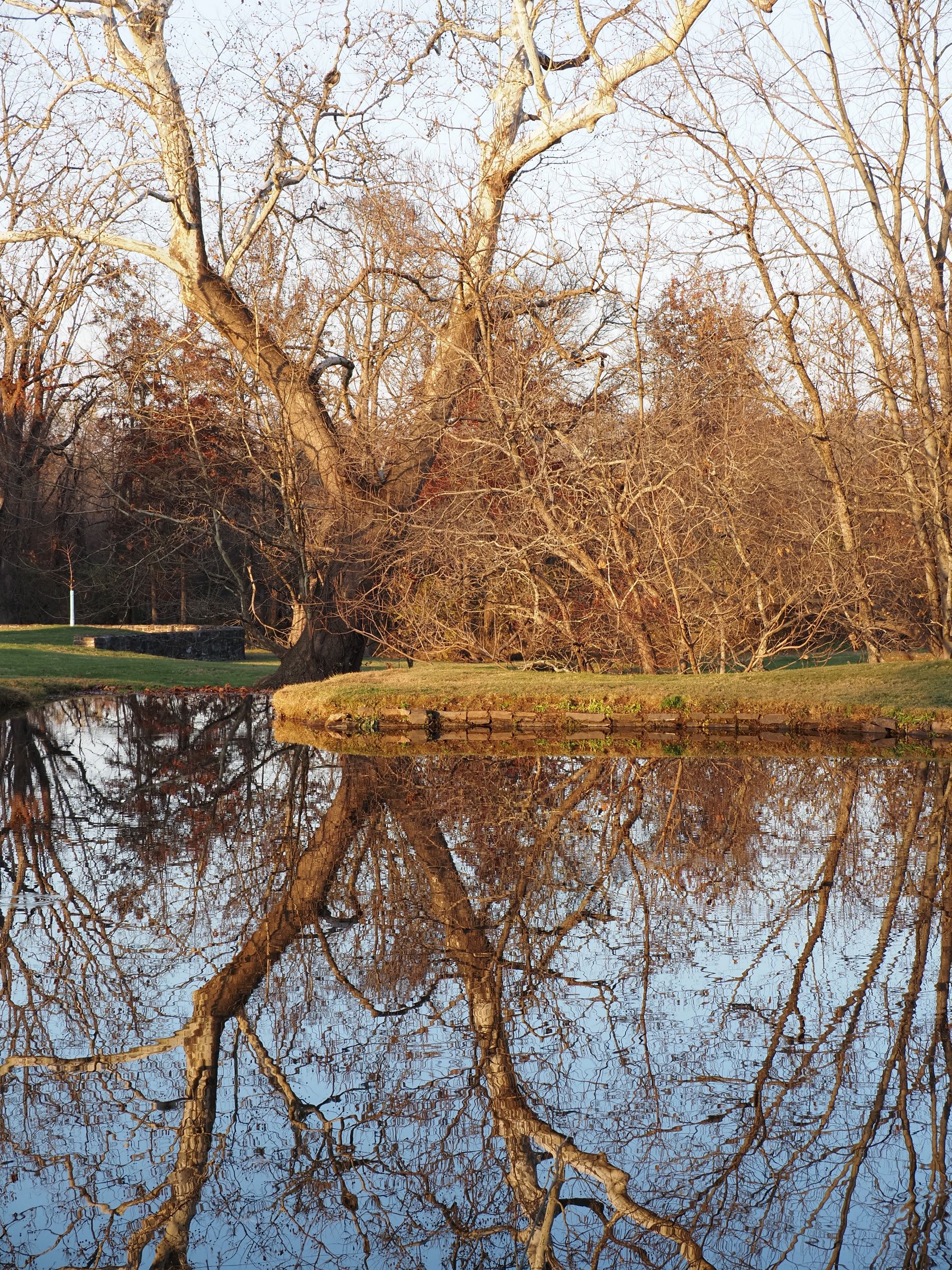 Serene Autumn Trees Reflecting in a Pond · Free Stock Photo