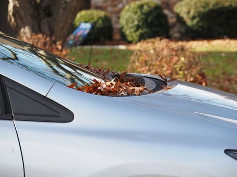 Close-up of dried autumn leaves gathered on a car's rear windshield, reflecting a suburban fall scene.