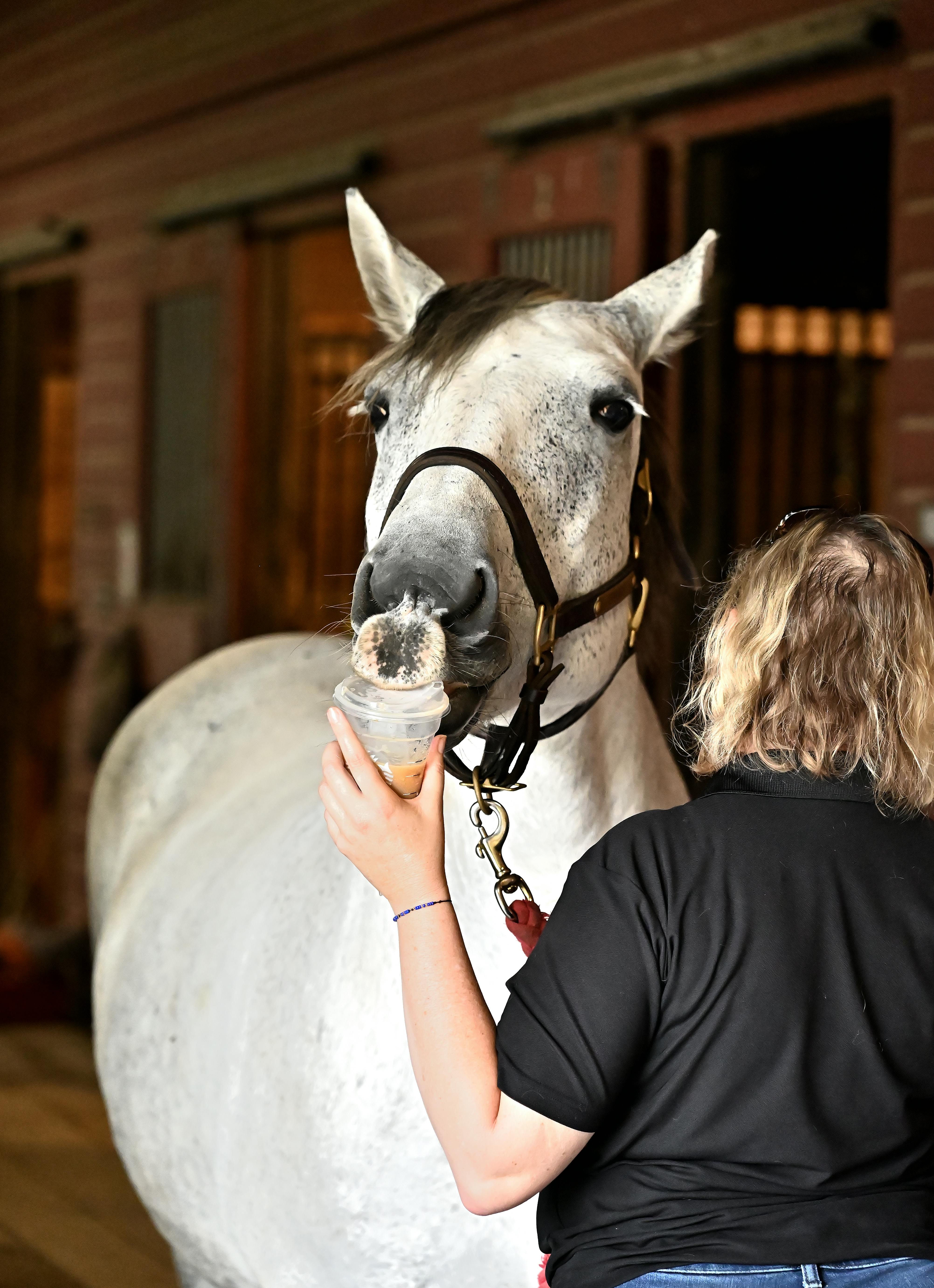 Cowgirl Stable Photos Download The BEST Free Cowgirl Stable Stock