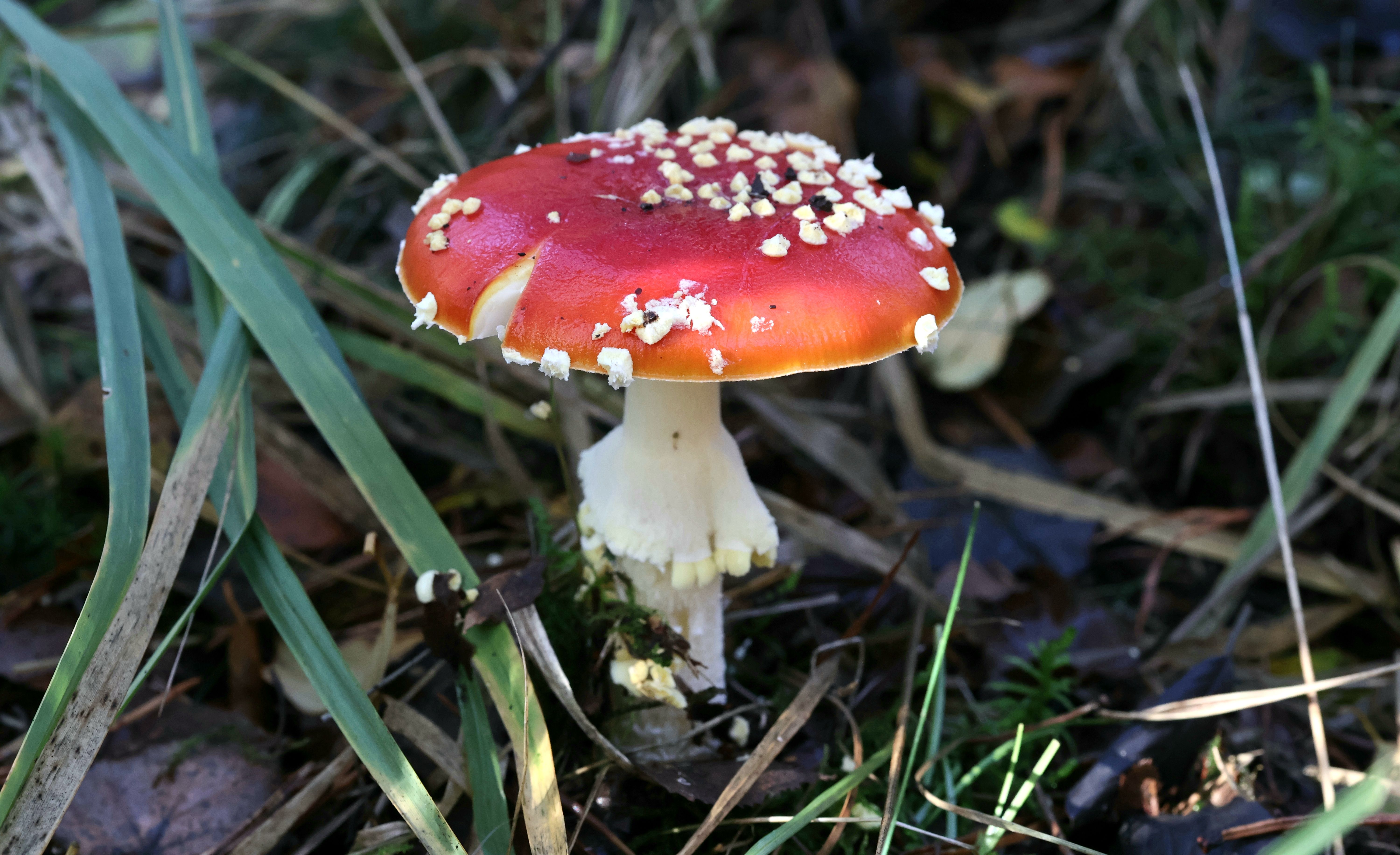 Pourpier : toxique ou comestible ? Le vrai du faux - 1. Qu’est-ce que le pourpier exactement ?