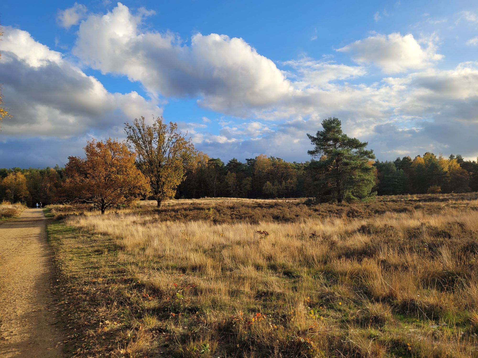 Serene Autumn Landscape with Pathway and Trees · Free Stock Photo