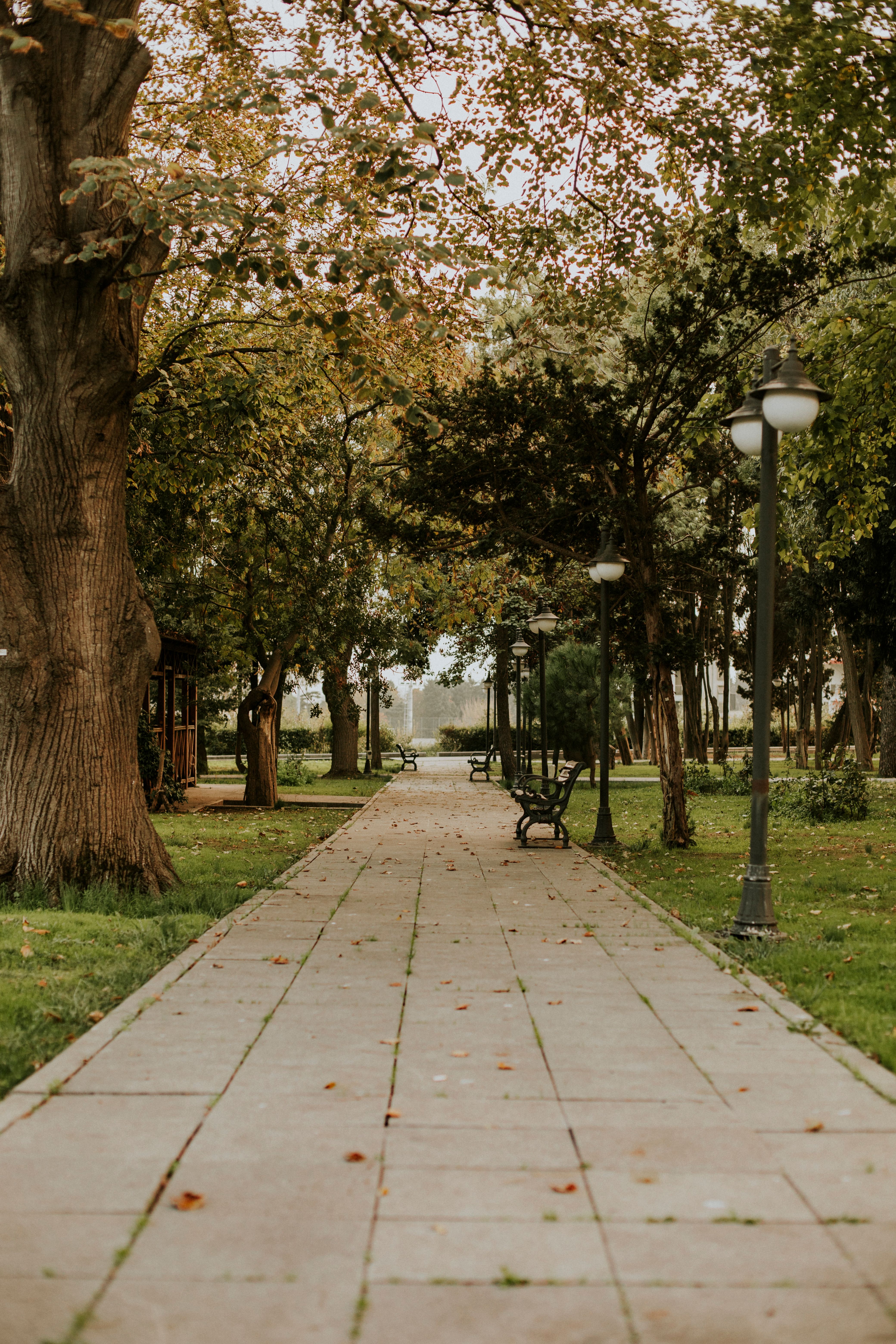 Photo of a Park with Trees and Benches · Free Stock Photo