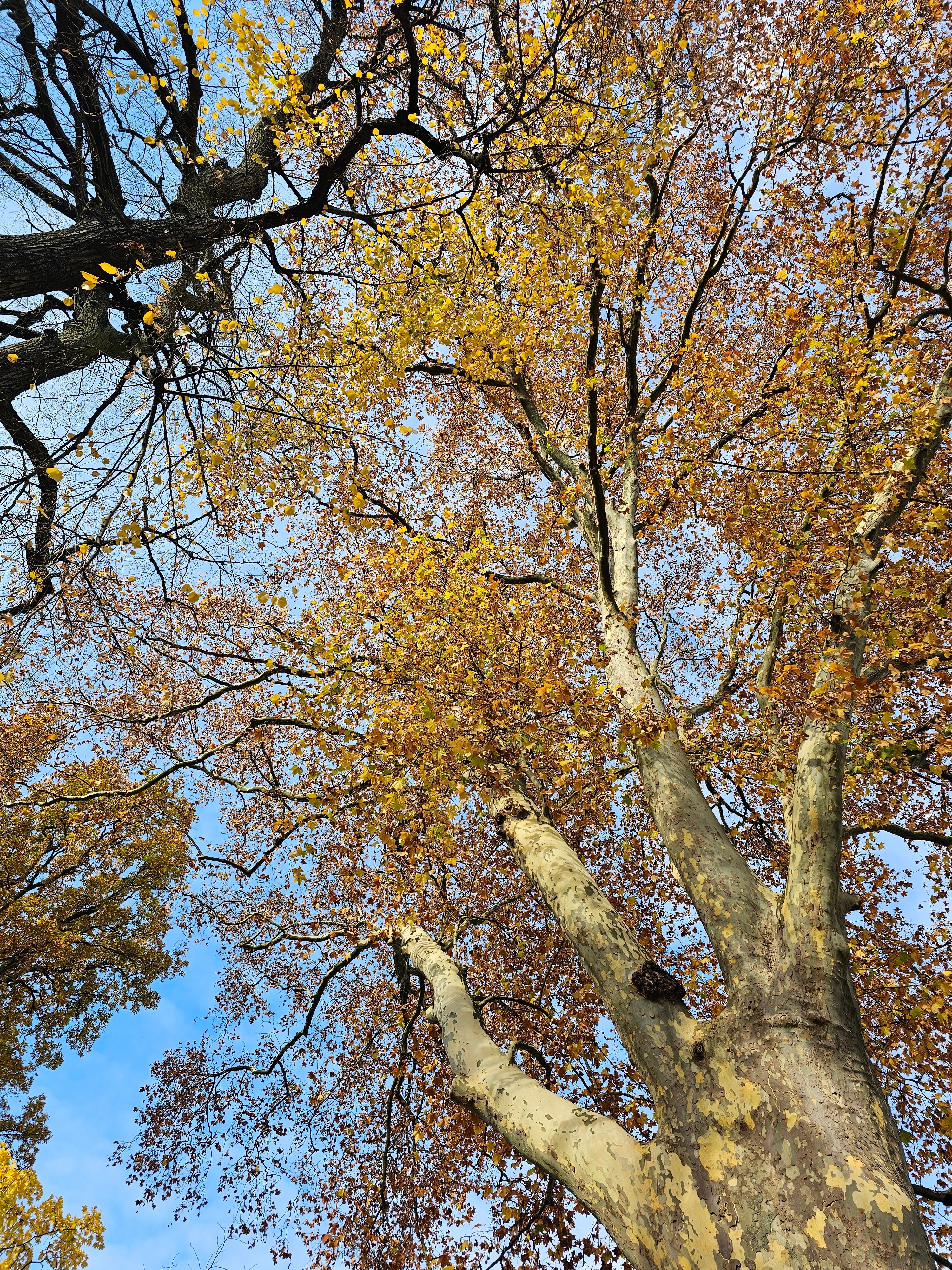 Majestic Autumn Trees Against Blue Sky · Free Stock Photo