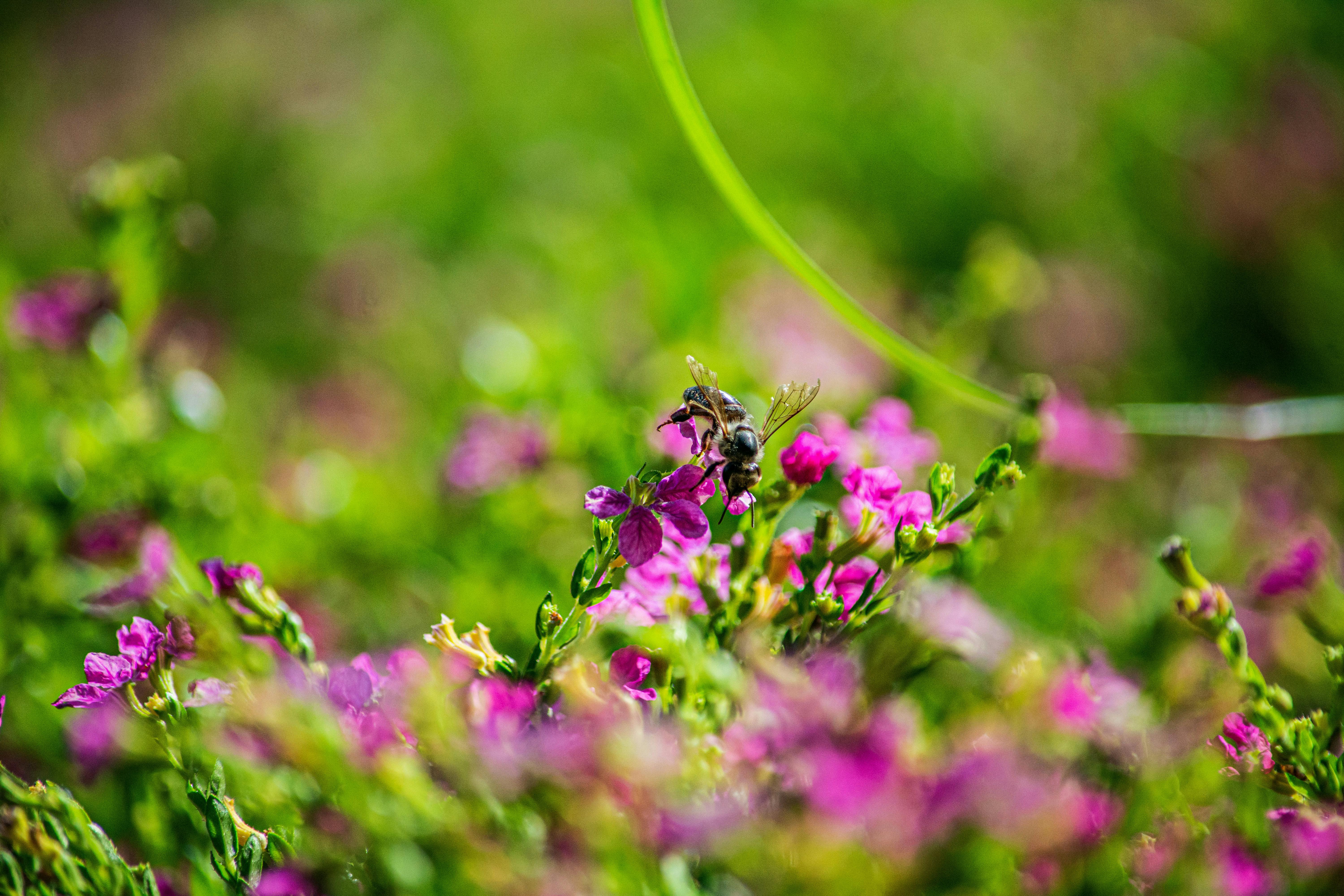 Comment créer un espace naturel pour les abeilles dans votre jardin