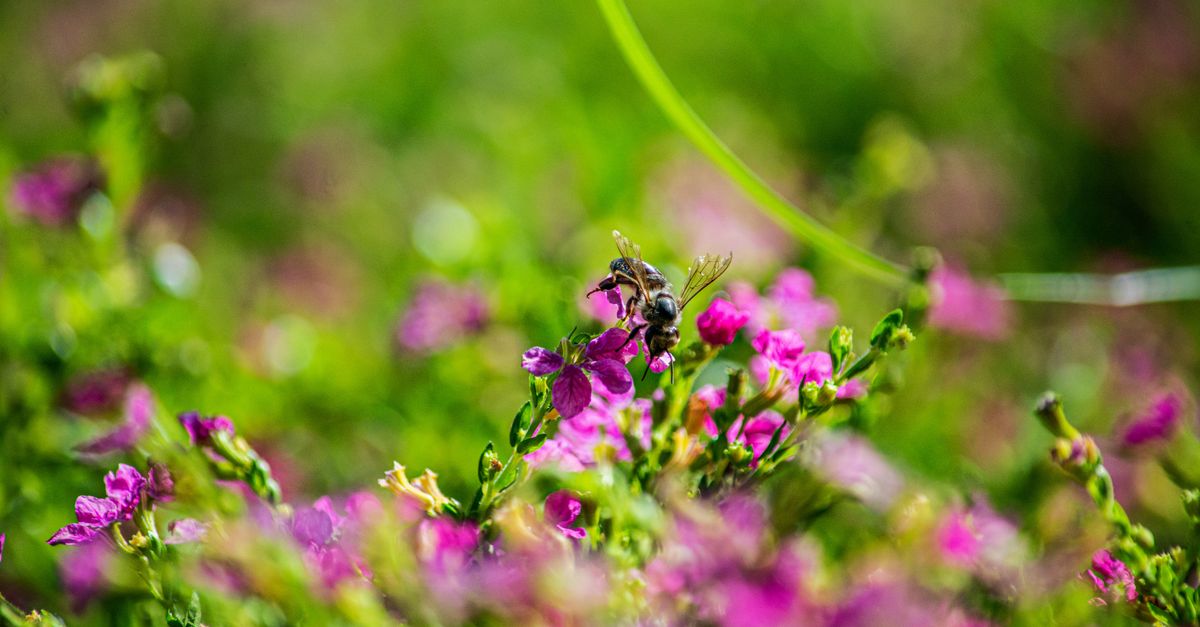 Comment créer un espace naturel pour les abeilles dans votre jardin