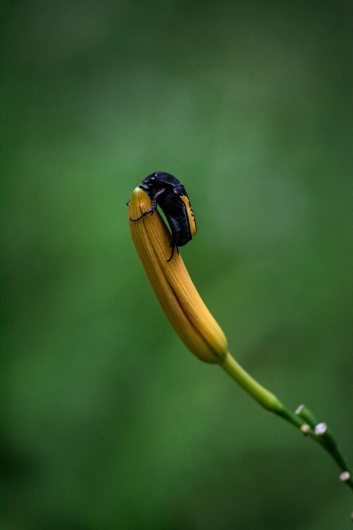 Free Close-up of a black beetle perched on a yellow flower bud in Minas Gerais, Brazil. Stock Photo