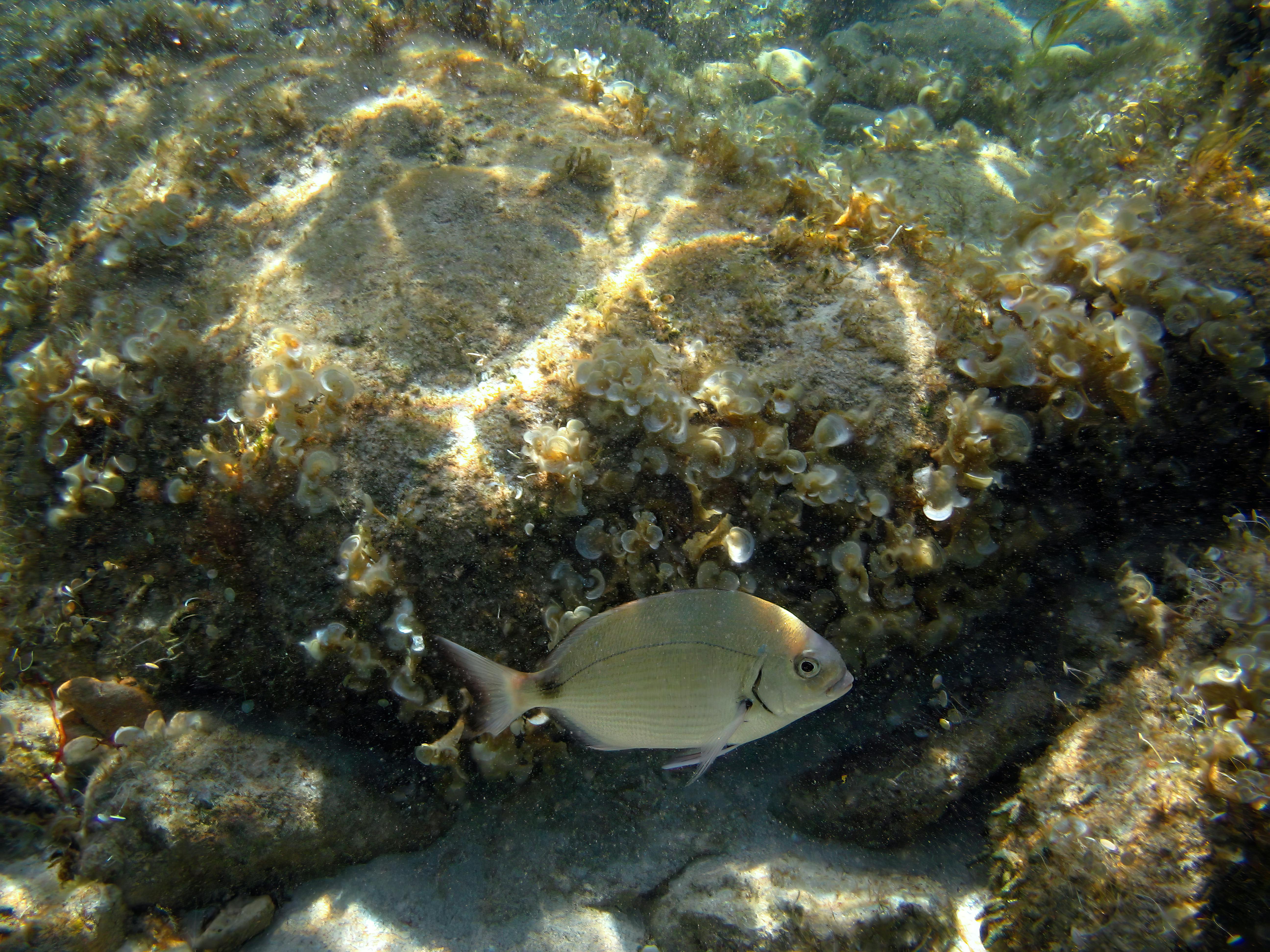Kostenlos Unterwasseraufnahme mit Fischen und lebendiger Meeresfauna vor Formentera, Balearen. Stock-Foto