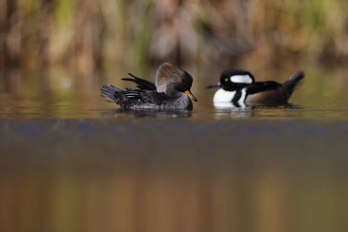 Free A pair of Hooded Merganser ducks gracefully gliding on a calm pond. Stock Photo