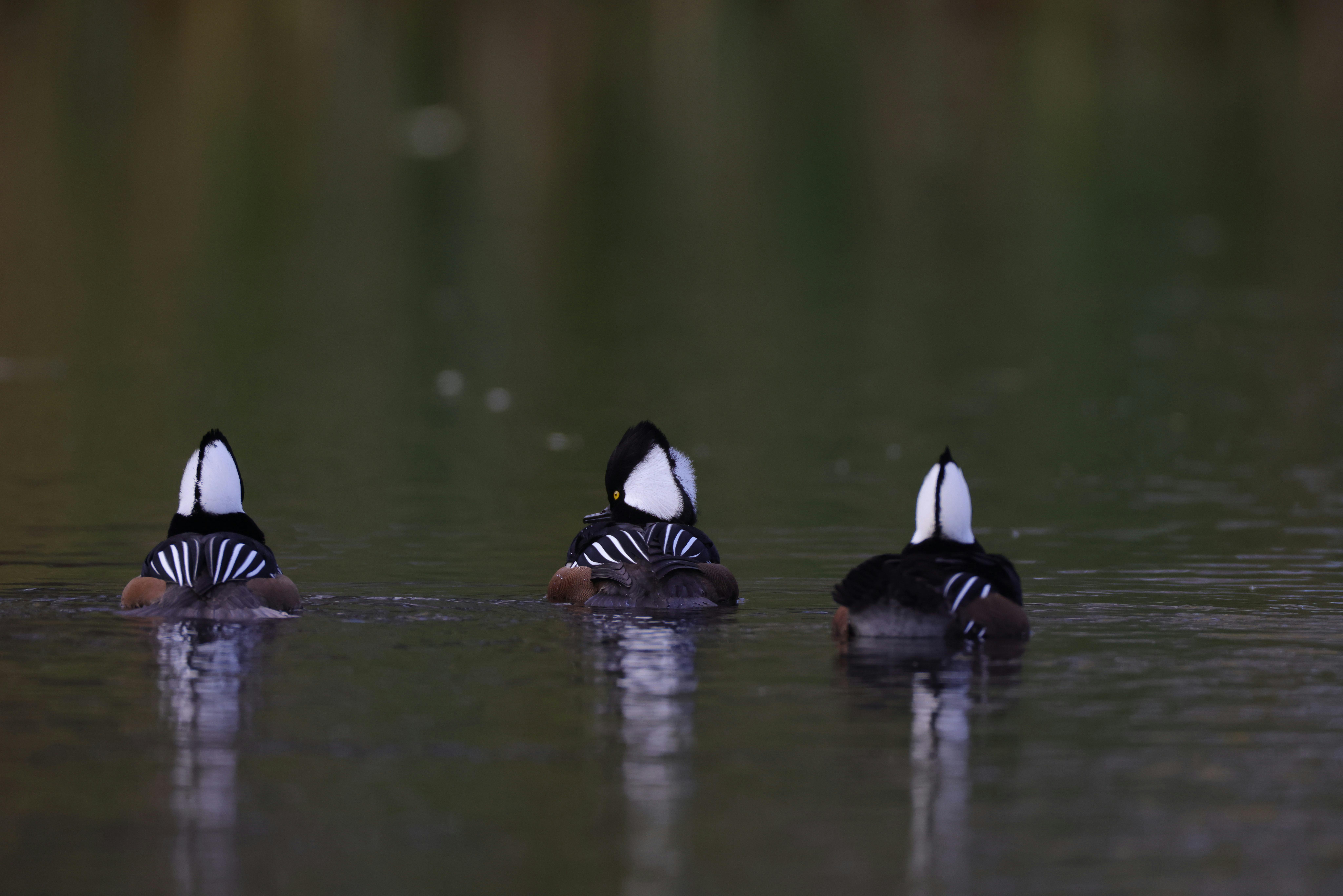 生活：快訊》11/12全台降雨特報，外出留意路面積水與安全
