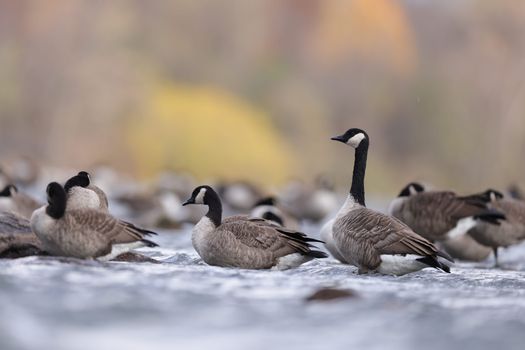 Beautiful Canadian geese floating on a serene autumn lake, highlighting seasonal migration.
