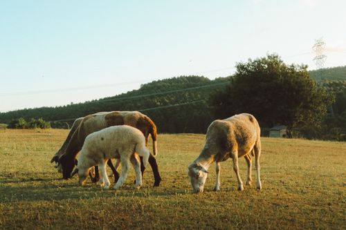 Free A peaceful scene of sheep grazing in an open field in Istanbul, Türkiye. Stock Photo