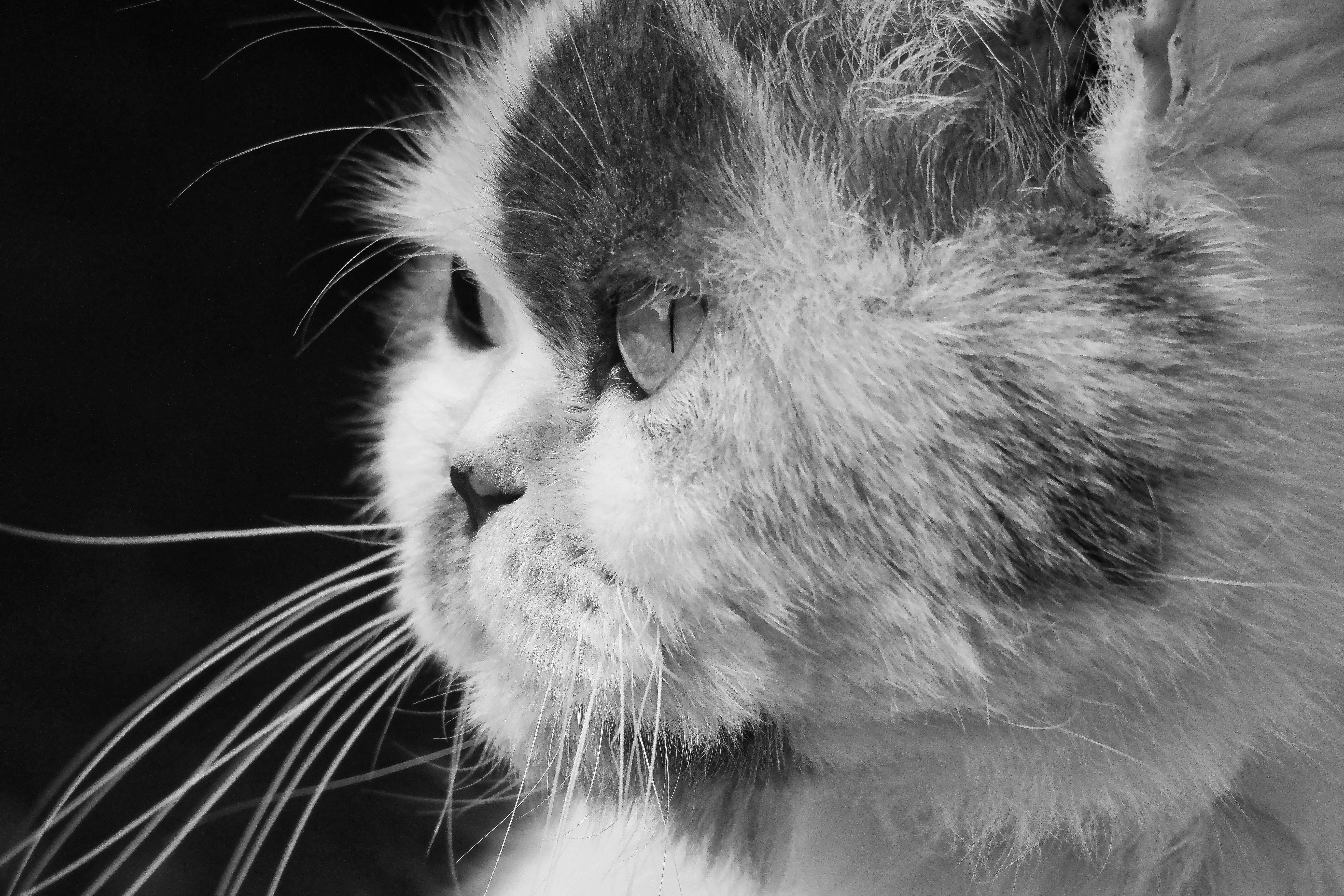 政治：戰貓出訪歐洲：台灣外交重大突破的深遠意義解析