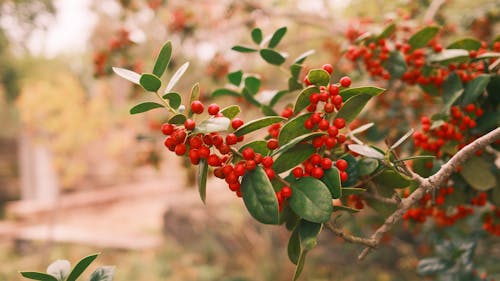 Garden Care and Winterization Tips for Healthy Outdoor Spaces