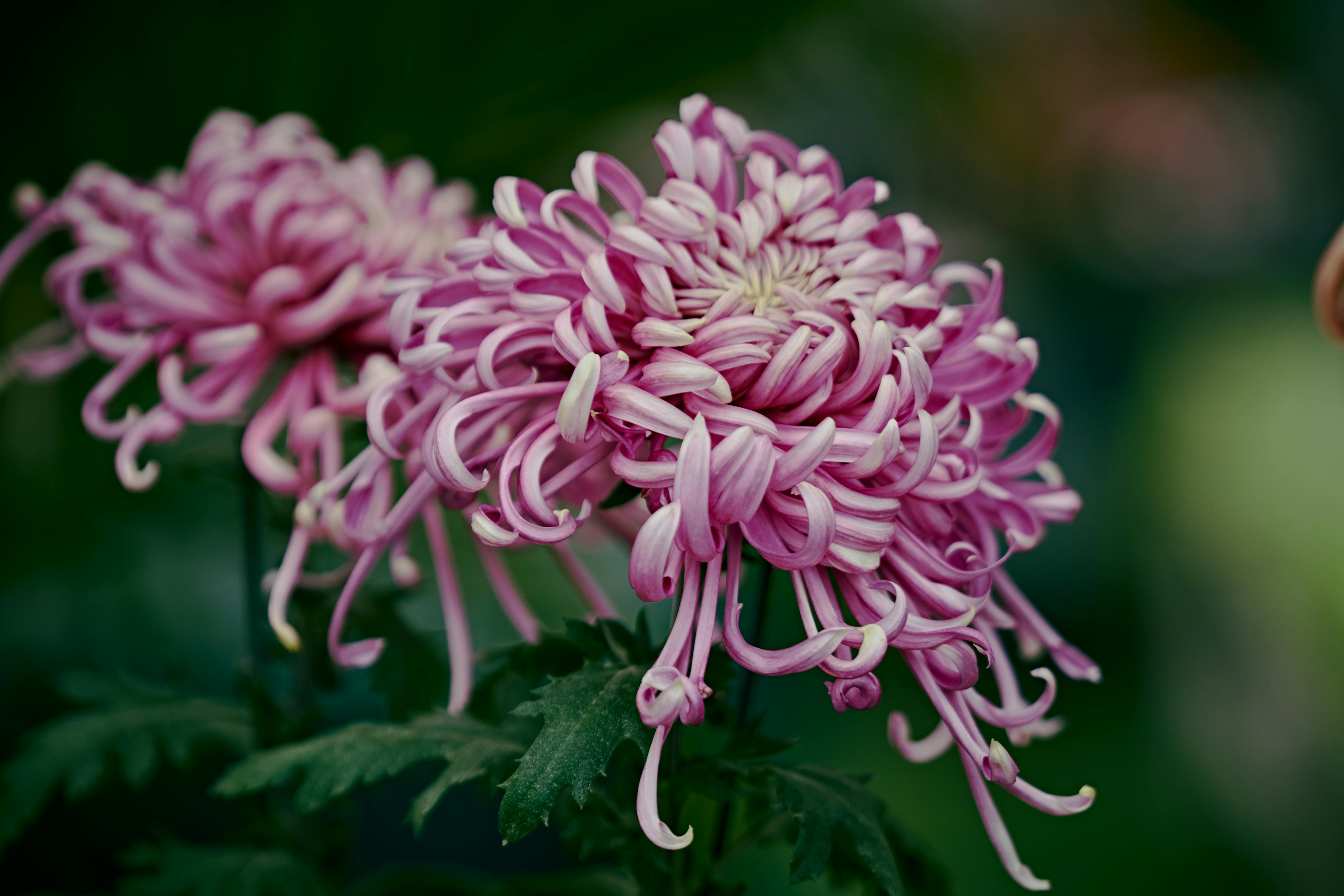 游淑貞邀東海岸報基金會藍染藝術 「黛藍生活美展」好客藝術村盛