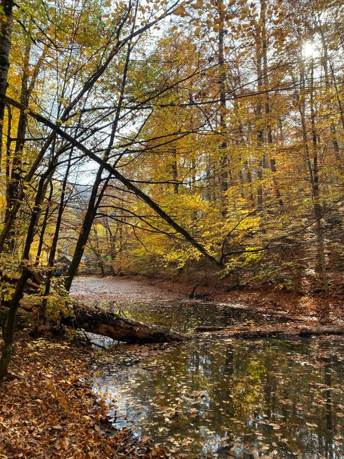 Free Peaceful autumn forest with a reflective pond and vibrant fall foliage. Stock Photo