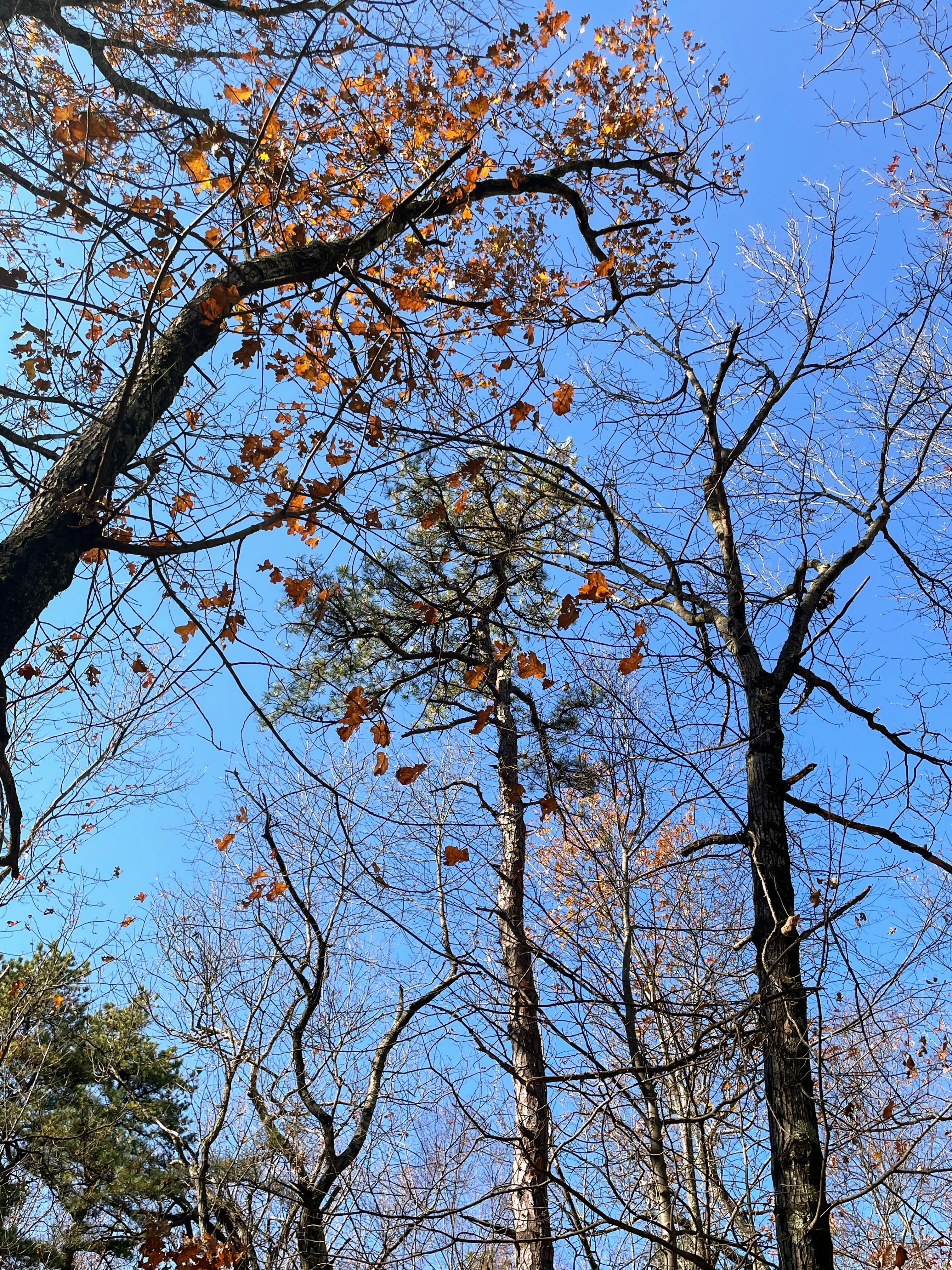 Tall Leafless Trees Against a Clear Blue Sky · Free Stock Photo